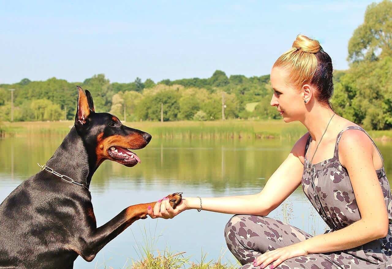 Pies podający łapę kobiecie