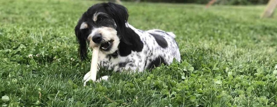 Pies z kością na trawie