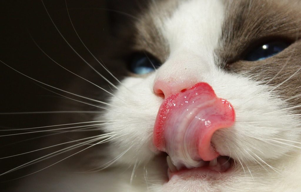 Kot z wyciągniętym językiem
