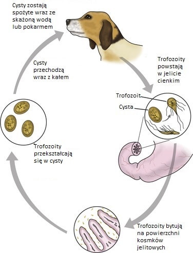 Giardia u psow leczenie Giardia parazitá ellenes szerek veny nelkul