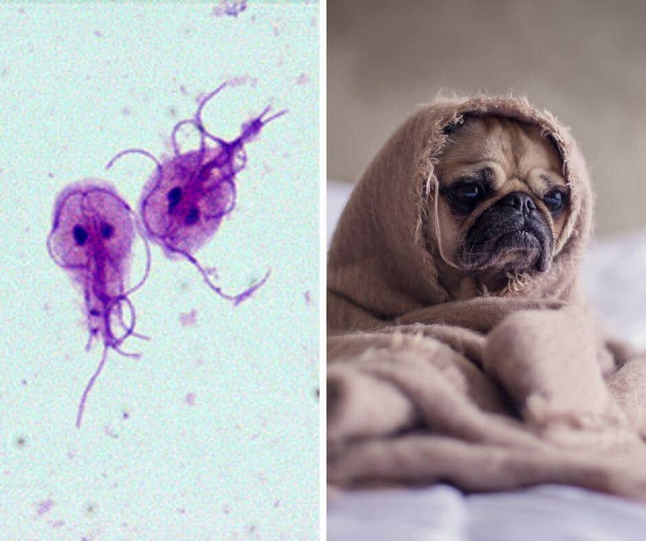 bacterie giardia u psa