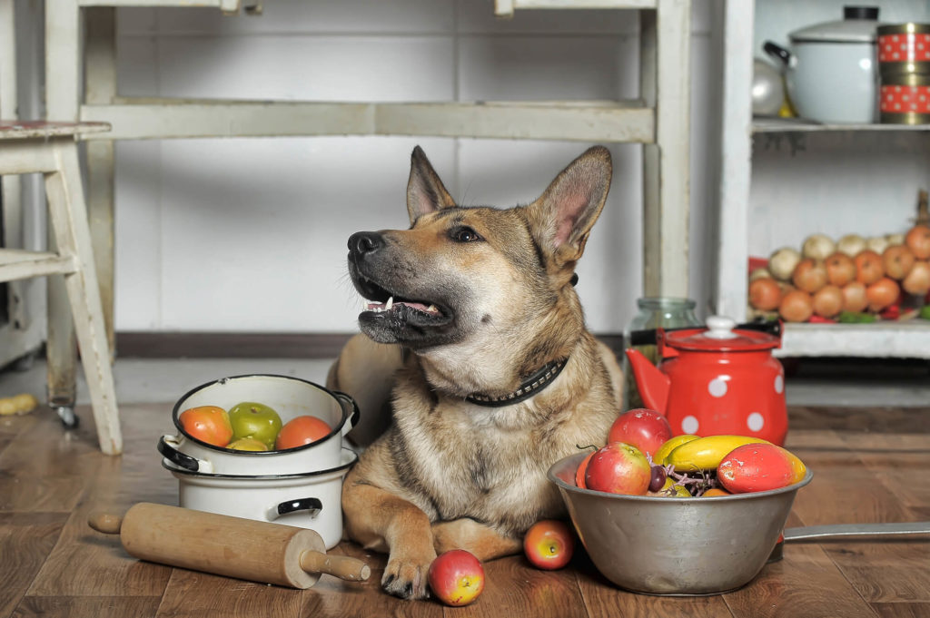 Pies leżący przy owocach i warzywach