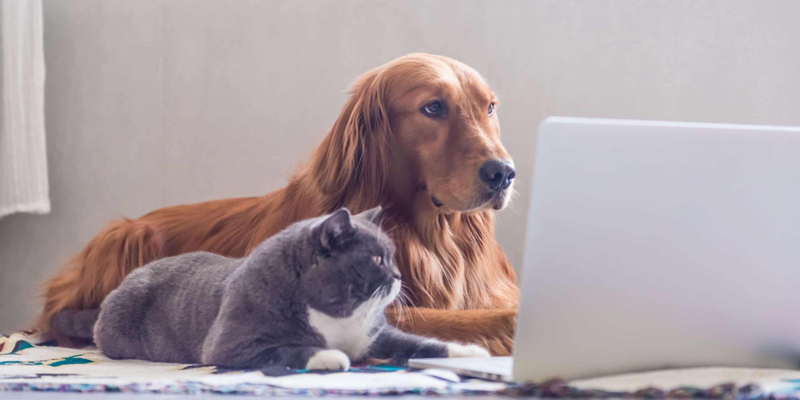 pies-i-kot-przy-laptopie Konsultacje żywieniowe u zoodietetyka