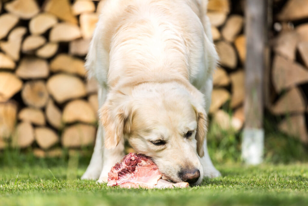 Pies jedzący mięso