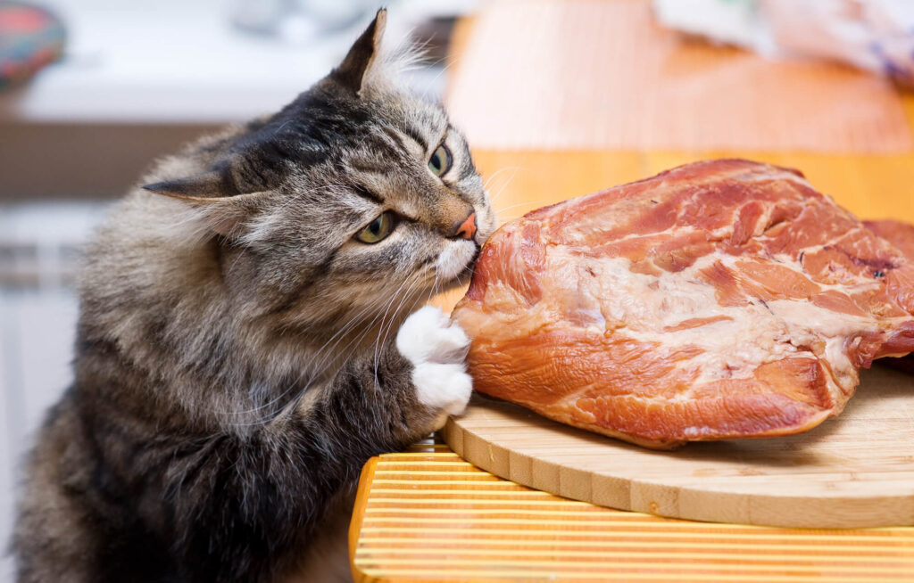 Kot wąchający mięso