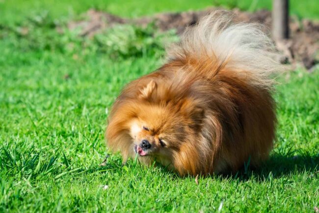 Dlaczego pies je trawę