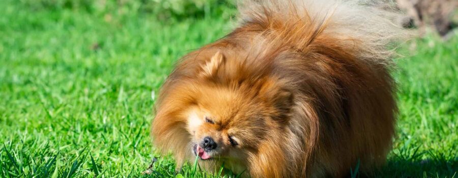 Dlaczego pies je trawę