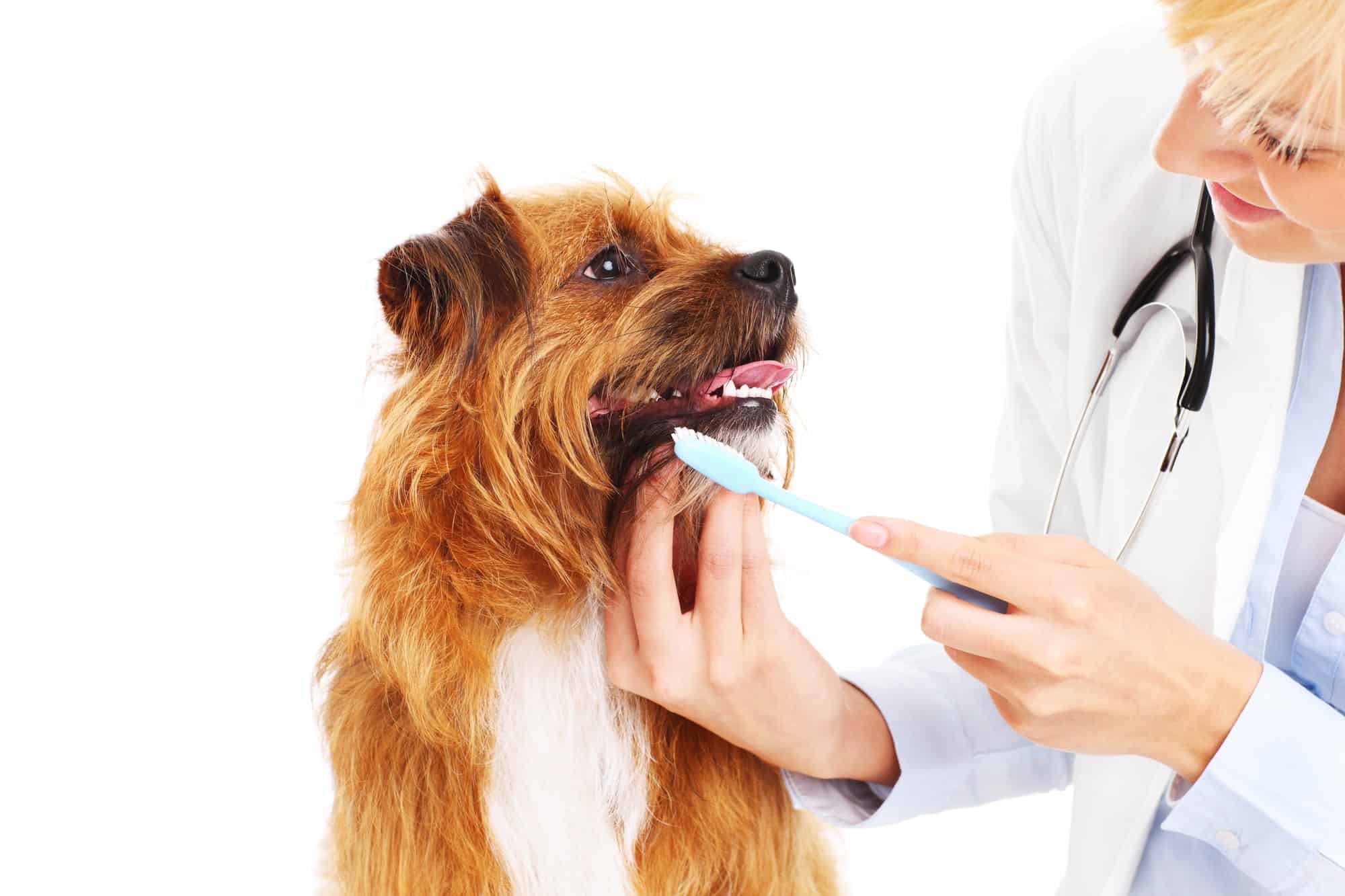 Czyszczenie zębów u psa