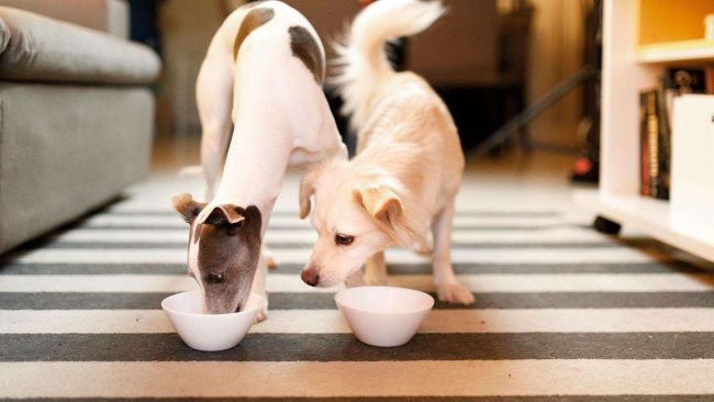 Ile powinien jeść pies