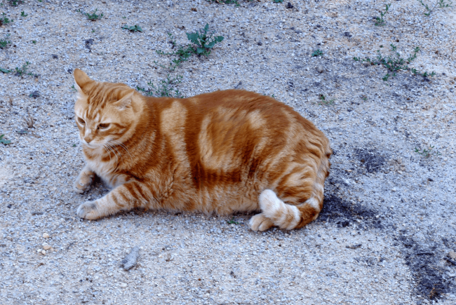 Stłuszczenie wątroby u kota