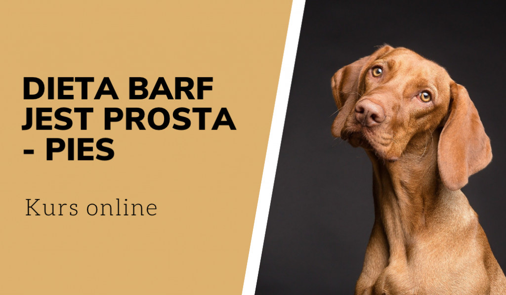Kurs online dieta BARF jest prosta pies