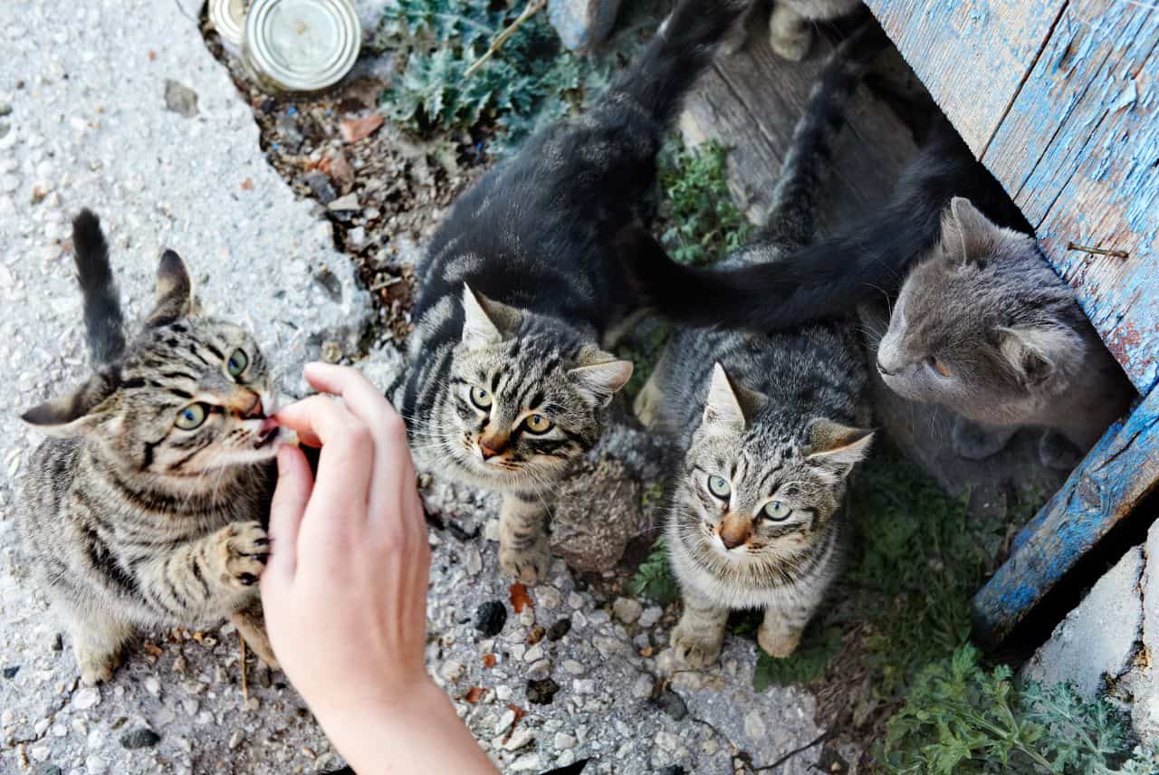 Grupa kotów