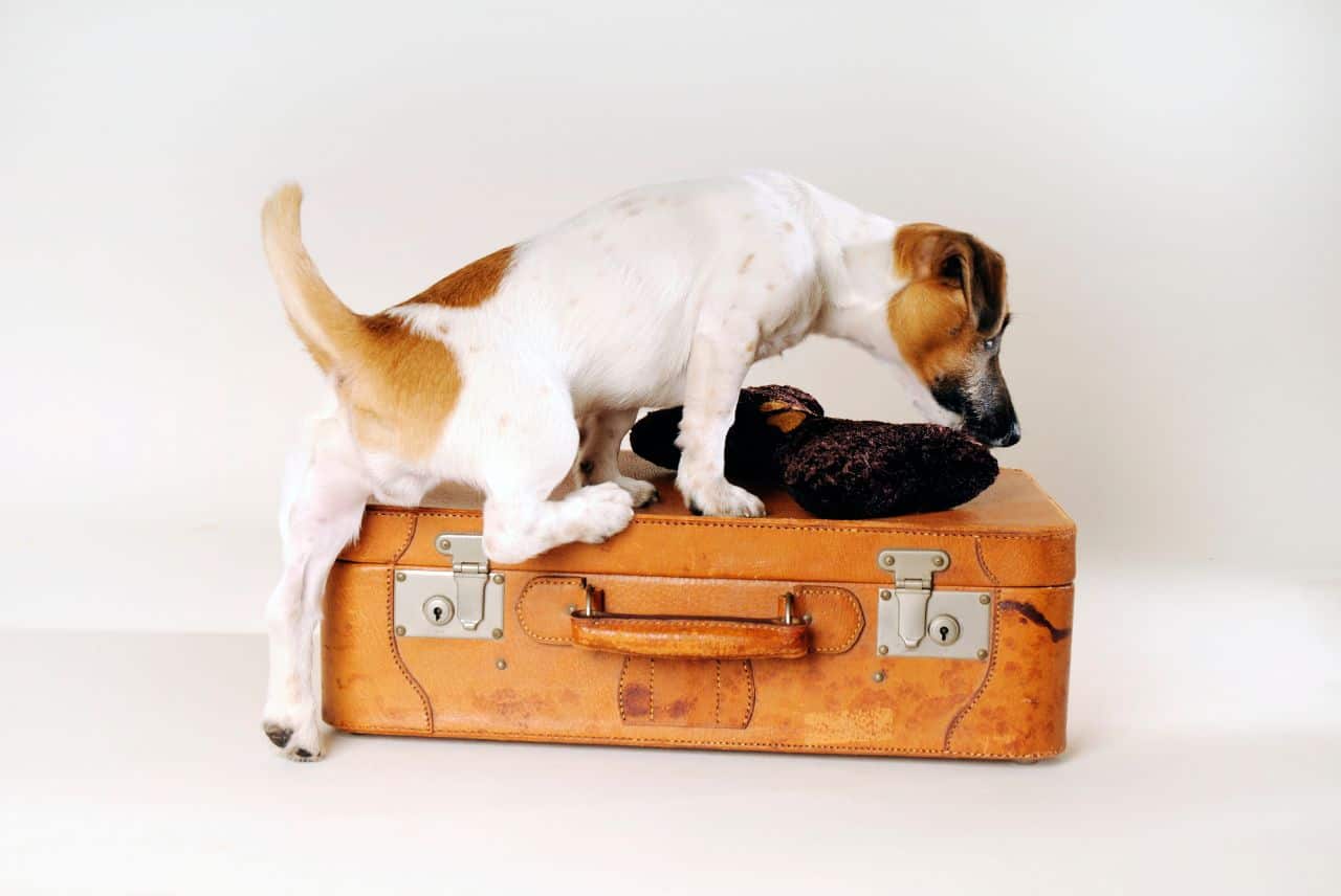 Pies na walizce
