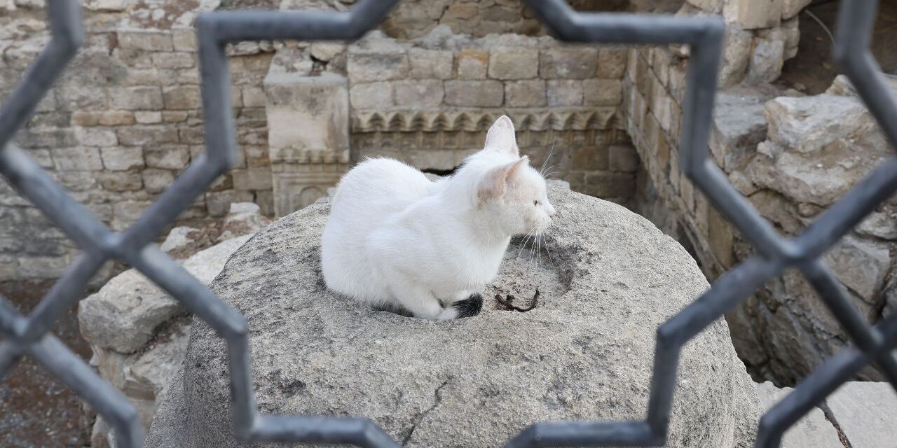 Struwity u kota