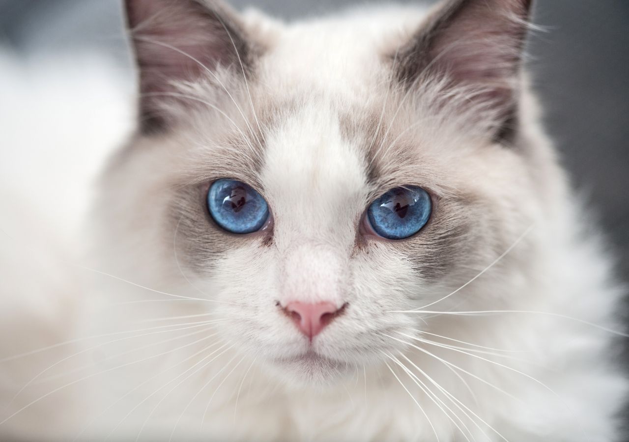Kot ragdoll