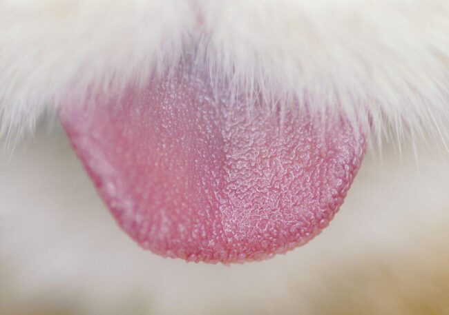 Szorstki język kota