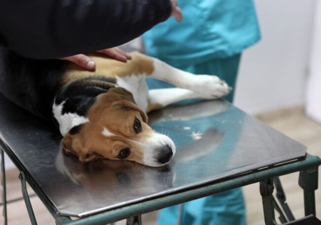 cukrzyca-u-psa Cukrzyca u psa