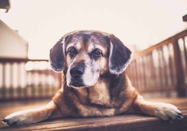 pies-senior Pies senior