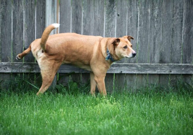 zapalenie-pecherza-u-psa Zapalenie pęcherza u psa