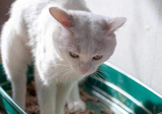 zaparcia-u-kota Zaparcia u kota