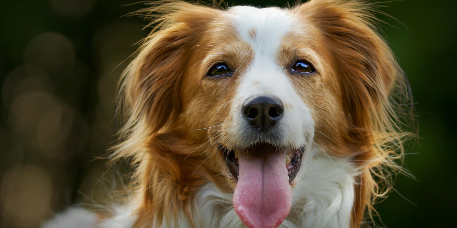 choroba-watroby-u-psa