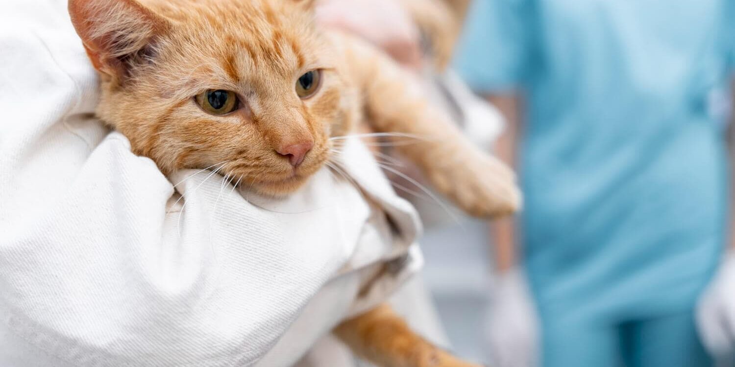 zapalenie-trzustki-u-kota