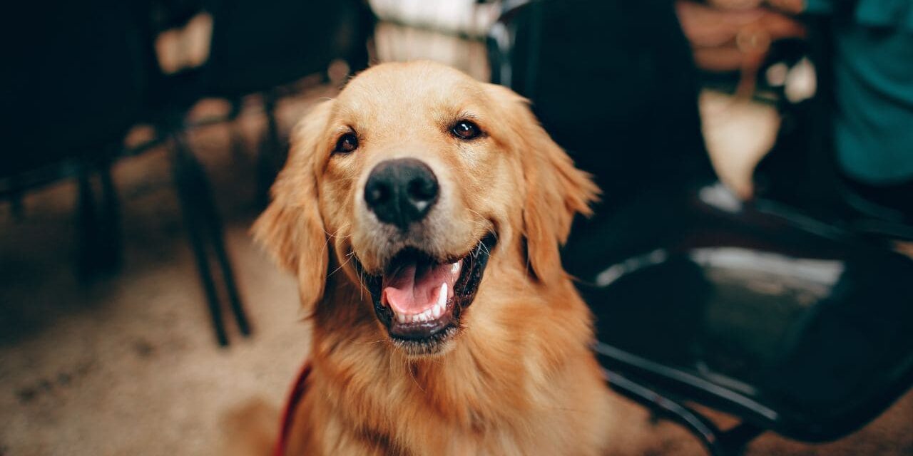 dieta-lekkostrawna-dla-psa Dieta lekkostrawna dla psa