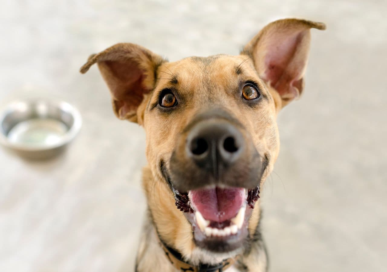 Szczęśliwy pies i miska