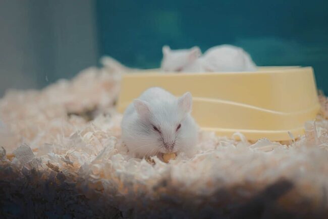 cukrzyca-u-myszy Cukrzyca u myszy