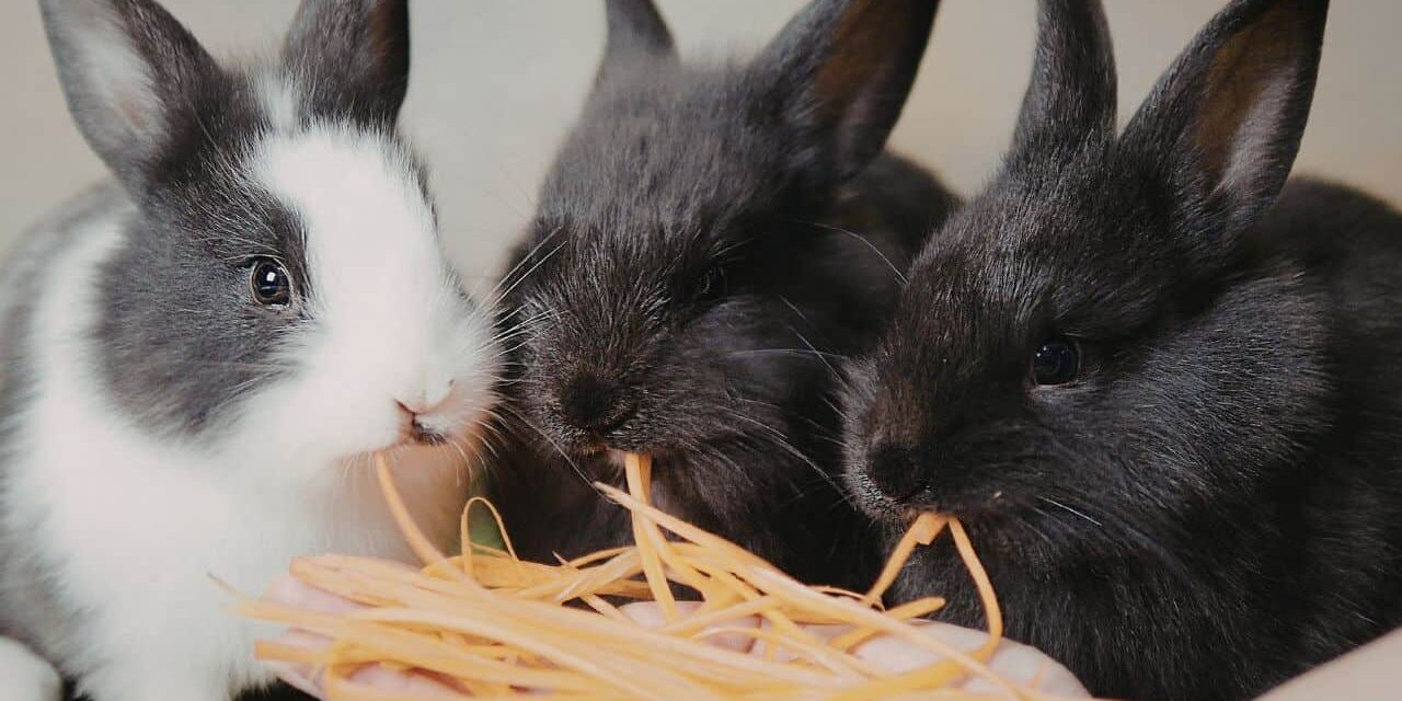 krolik-siano Króliki jedzą siano
