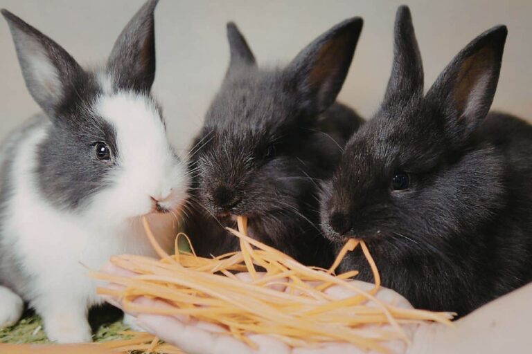 krolik-siano Króliki jedzą siano