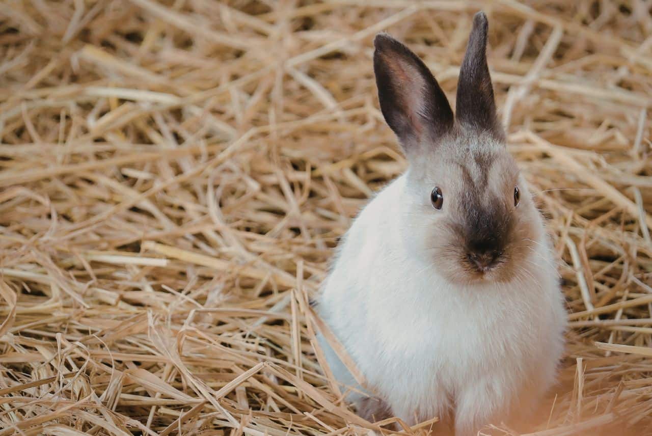 Królik w sianie