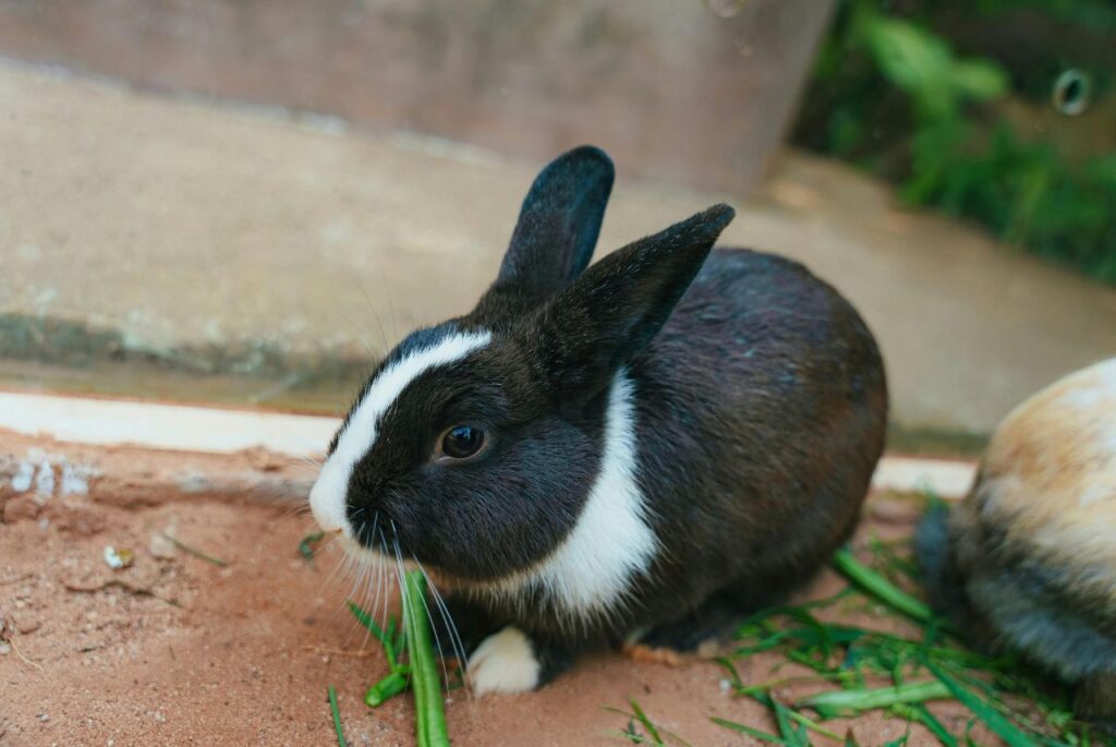 Królik je trawę