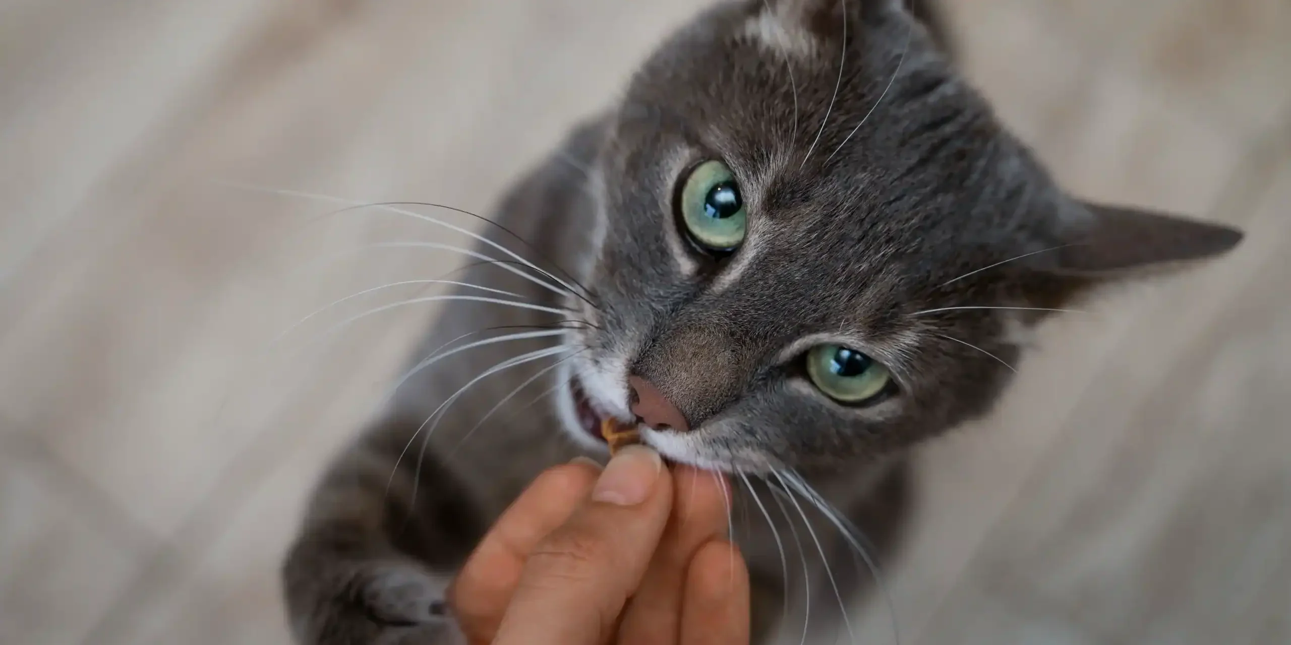 close-up-adorable-pet-eating