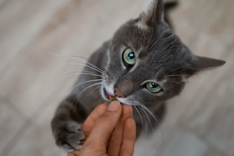 close-up-adorable-pet-eating