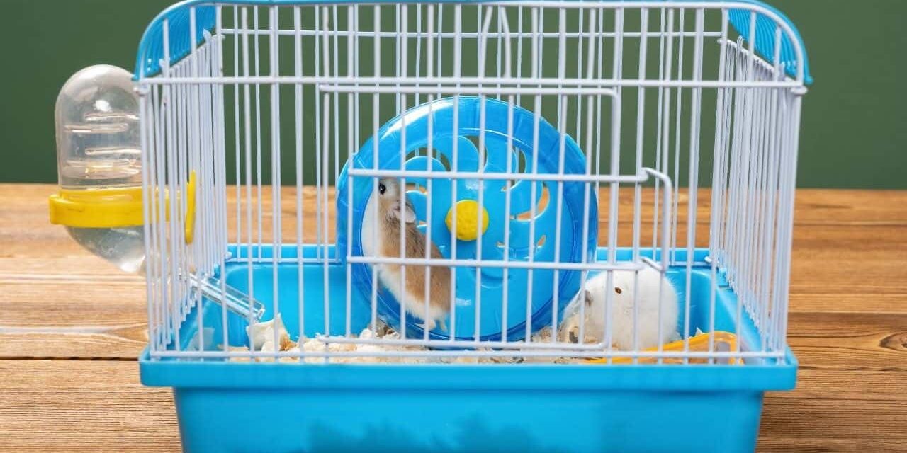 chomik