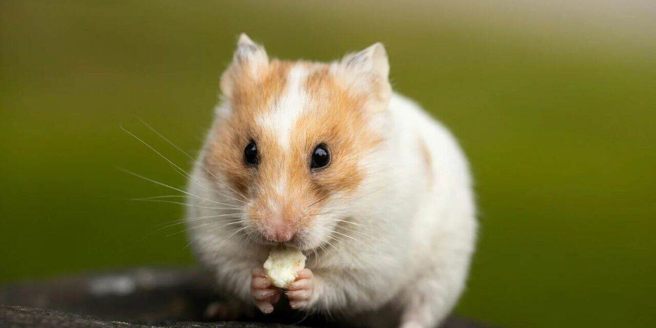 Chomik