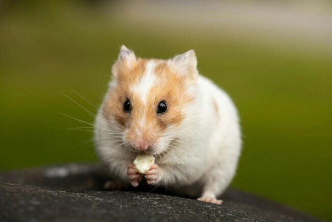 Chomik